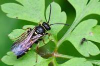 Argogorytes mystaceus