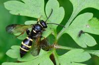 Argogorytes mystaceus