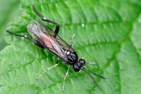 Macrophya militaris