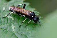 Macrophya duodecimpunctata