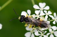 Zonuledo zonula