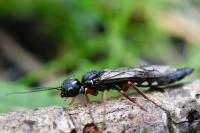 Xiphydria camelus