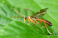 Tenthredopsis litterata