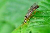Tenthredopsis litterata