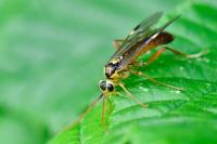 Tenthredopsis litterata
