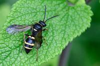 Argogorytes mystaceus
