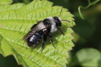 Andrena cineraria