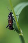 Macrophya annulata