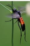 Macrophya annulata