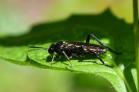 Macrophya militaris