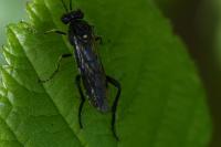 Macrophya militaris