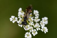 Zonuledo zonula