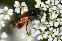 Arge melanochra