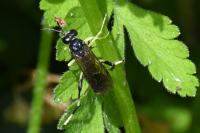 Macrophya montana