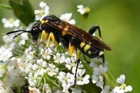 Macrophya montana