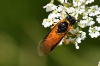 Arge ochropus