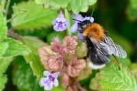 Bombus hypnorum