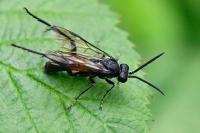 Macrophya annulata