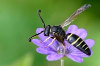 Odynerus spinipes