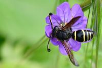 Odynerus spinipes