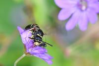 Odynerus spinipes
