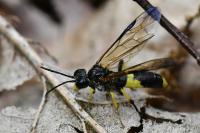 Tenthredo temula
