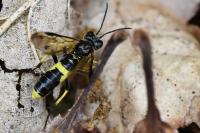 Tenthredo temula