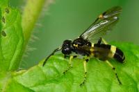 Zonuledo distinguenda