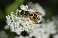 Ancistrocerus