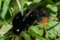 Bombus lapidarius