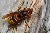 Vespa crabro