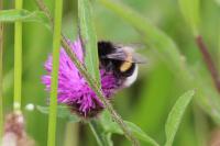 Bombus terrestris/lucorum
