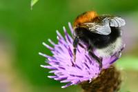 Bombus hypnorum
