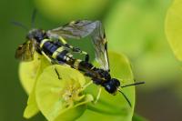 Zonuledo distinguenda