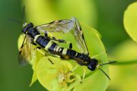 Zonuledo distinguenda
