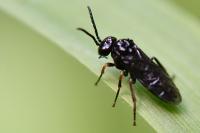 Stethomostus fuliginosus