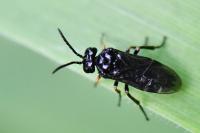 Stethomostus fuliginosus