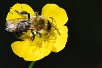 Andrena nitida