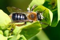 Andrena haemorrhoa