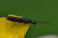 Cephus spinipes