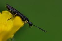 Cephus spinipes