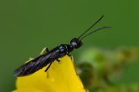 Cephus spinipes