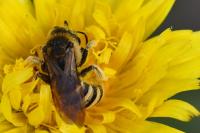 Halictus scabiosae