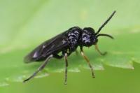 Stethomostus fuliginosus