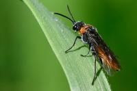 Dolerus ferrugatus
