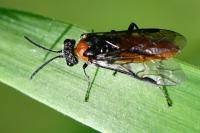 Dolerus ferrugatus