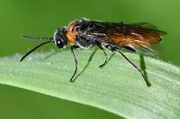 Dolerus ferrugatus
