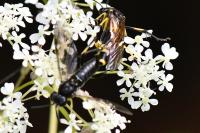Macrophya montana