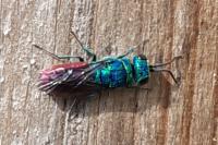 Chrysis
