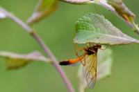 Opheltes glaucopterus